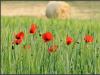 Umbrian harvest